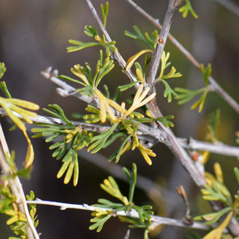 Apache Plume has pretty bright green leaves, hairy above and silvery below, alternate or clustered, wedge shaped or ovate, deeply pinnate.
Fallugia paradoxa
